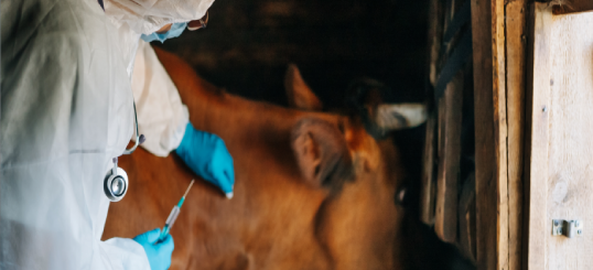 Fiebre Q, prevención y protección para las personas trabajadoras 