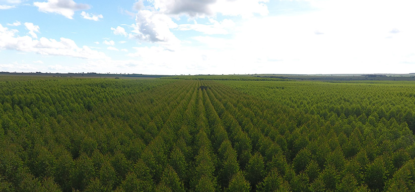 Prevención de riesgos en faenas de plantación forestal 