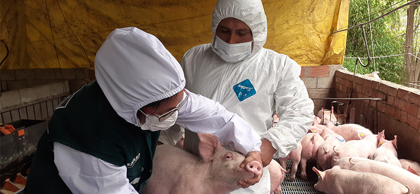 Prevención de riesgos en el proceso de crianza de cerdos