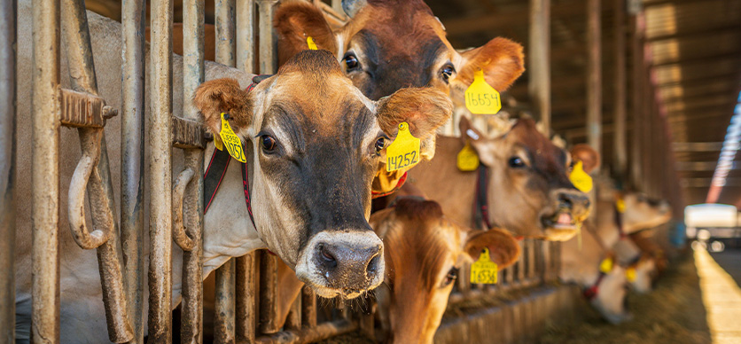 Prácticas seguras en proceso de manejo animal: vacunos