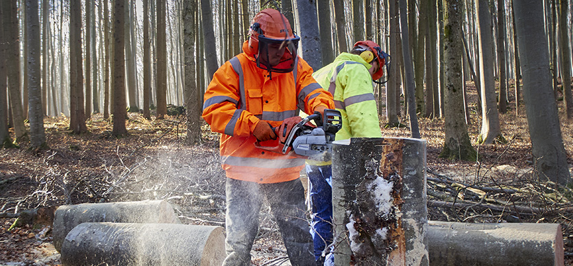 El sector forestal; una mirada ACHS de seguridad y salud en el trabajo