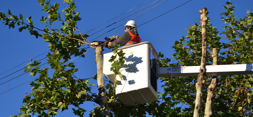 Poda de árboles en zonas con tendido eléctrico