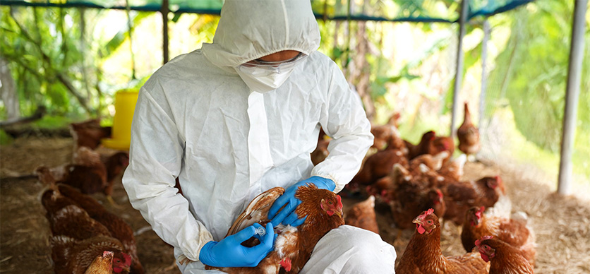 Protocolo de vigilancia ocupacional por exposición a influenza aviar