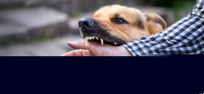 Prevención de mordeduras de animales