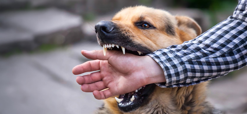 Prevención de mordeduras de animales