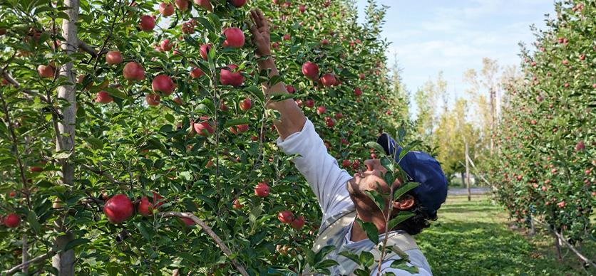 Poda y realeo de frutales 